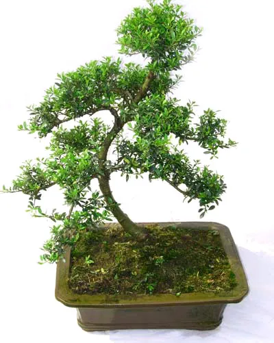 
15cm 20cm 30cm Living Bonsai Podocarpus Acer Ginkgo Ilex metasequola pseudolarix amabilis rhododendron simsii 
