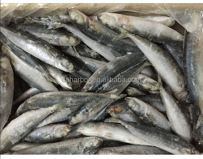 
Fresh mackerel yellow tail round scad China frozen fish 