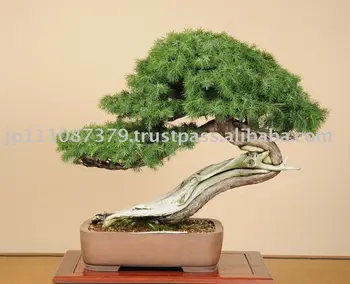 Bonsai Tree Buy Bonsai Tree Indoor Bonsai Bonsai Supply Product On Alibaba Com