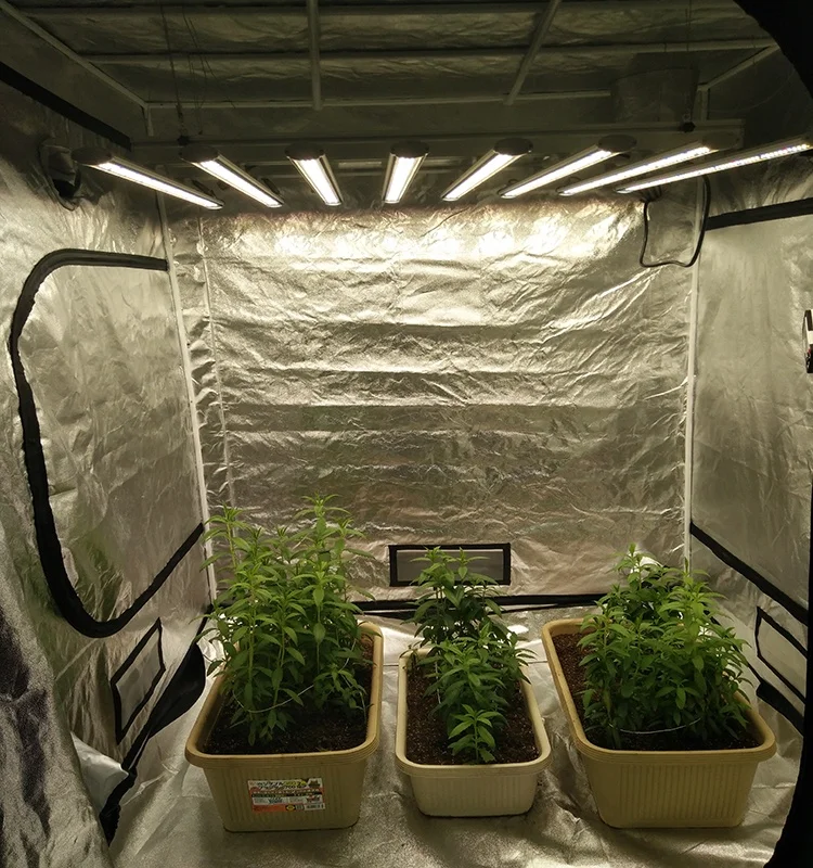 Свет для выращивание марихуаны интернет магазин семян томатная радуга
