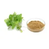 natural Lemon Balm Extract powder 20:1/Lemon Balm P.E