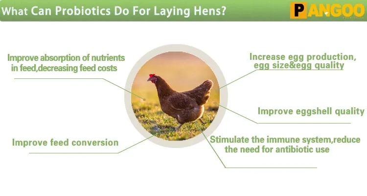 laying hens.jpg