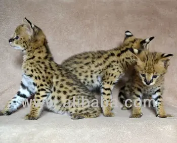 serval kittens for sale