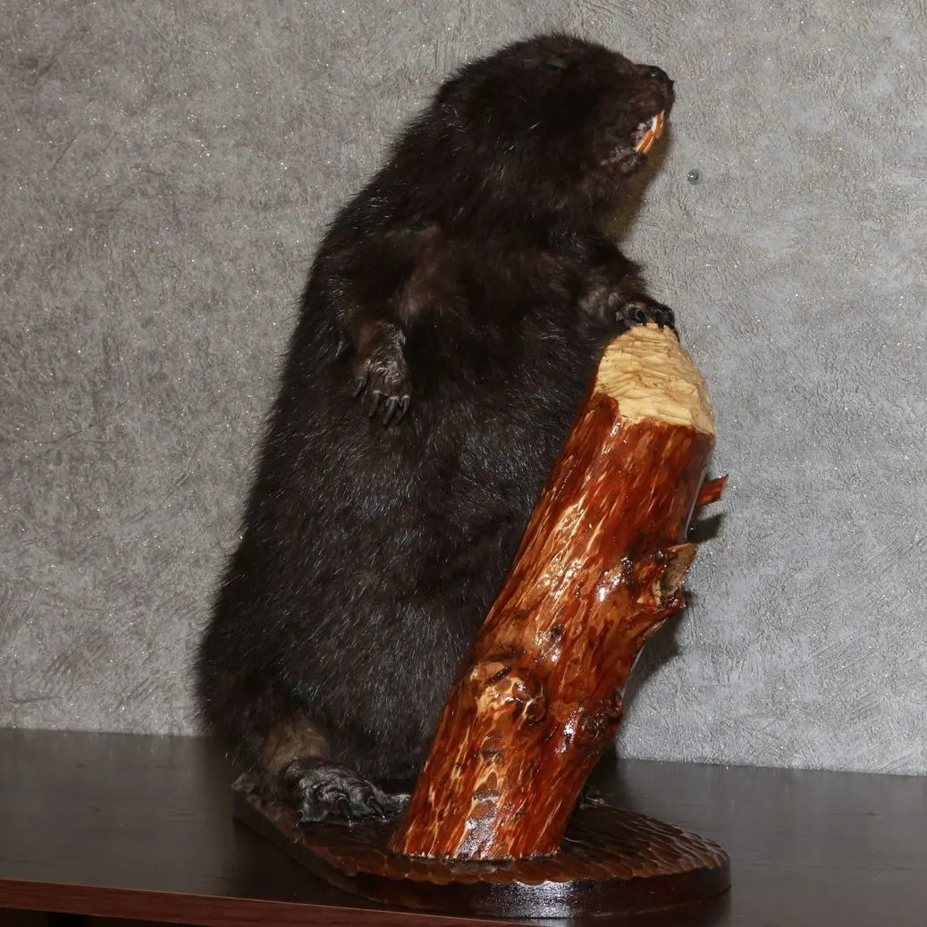 tails taxidermy beaver dam