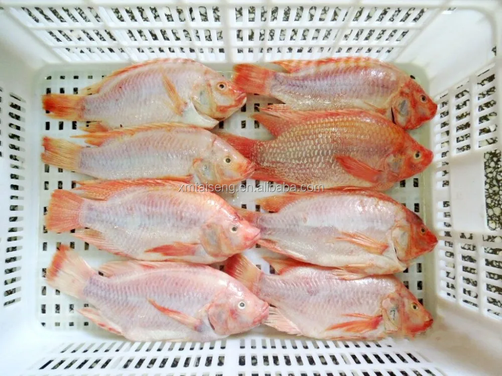 New Arrival Red Tilapia Tilapia Wholesale Price Frozen Fish Tilapia