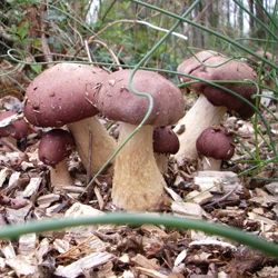 Garden Giant Mushroom Spawn Buy Garden Giant Mushroom Spawn