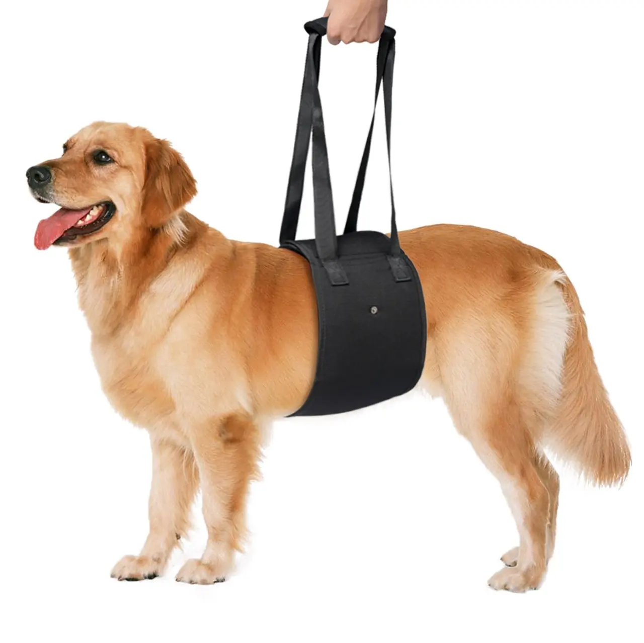 walk r cise harness small