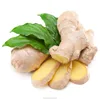 China fresh ginger yellow ginger air dried ginger for exporting