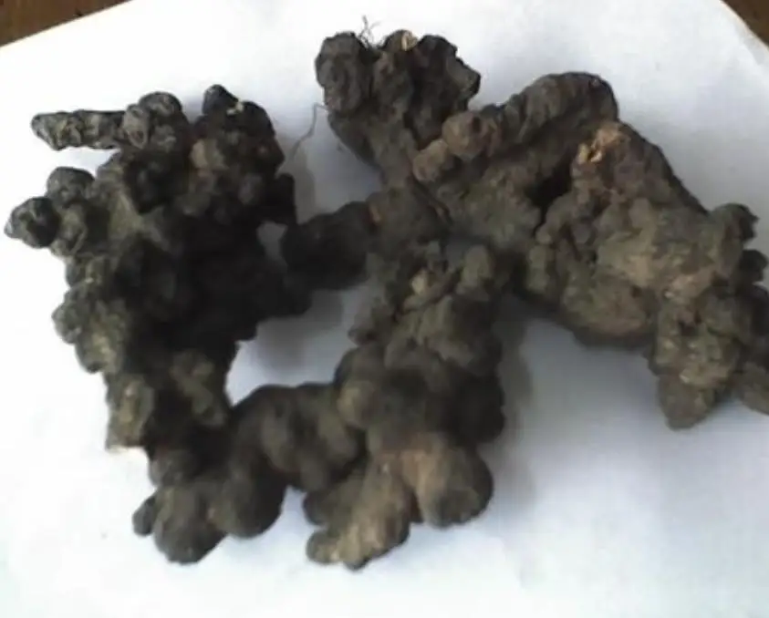 
Dried natural Grifola wild Polyporus umbellatus whole part use as herbal medicine sulphur free 