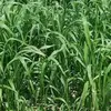 /product-detail/best-quality-hybrid-sorghum-sudan-grass-seeds-144269801.html