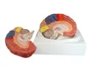 Life Size 2-Part Regional Anatomical Brain Model