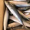 wholesale products fish pouches pacific mackerel for tuna bait