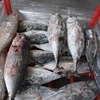 /product-detail/malaysia-15-kg-up-frozen-albacore-tongol-yellow-fin-tuna-on-sale-60777537439.html