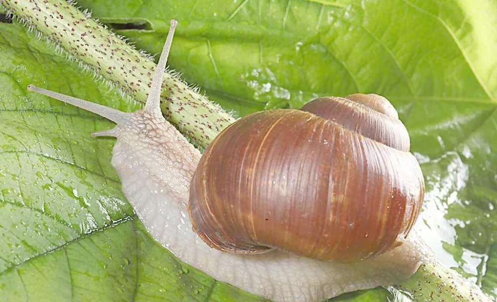 best quality competitive price 100% natural snail protein powder