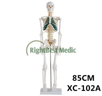 Kunstlichen Menschen Skelett Medizinische Anatomischen Skelett Mit Spinalnerven 85cm Buy Kunstliche Menschlichen Skeletts Leben Grosse Modell Anatomie Skelett Product On Alibaba Com