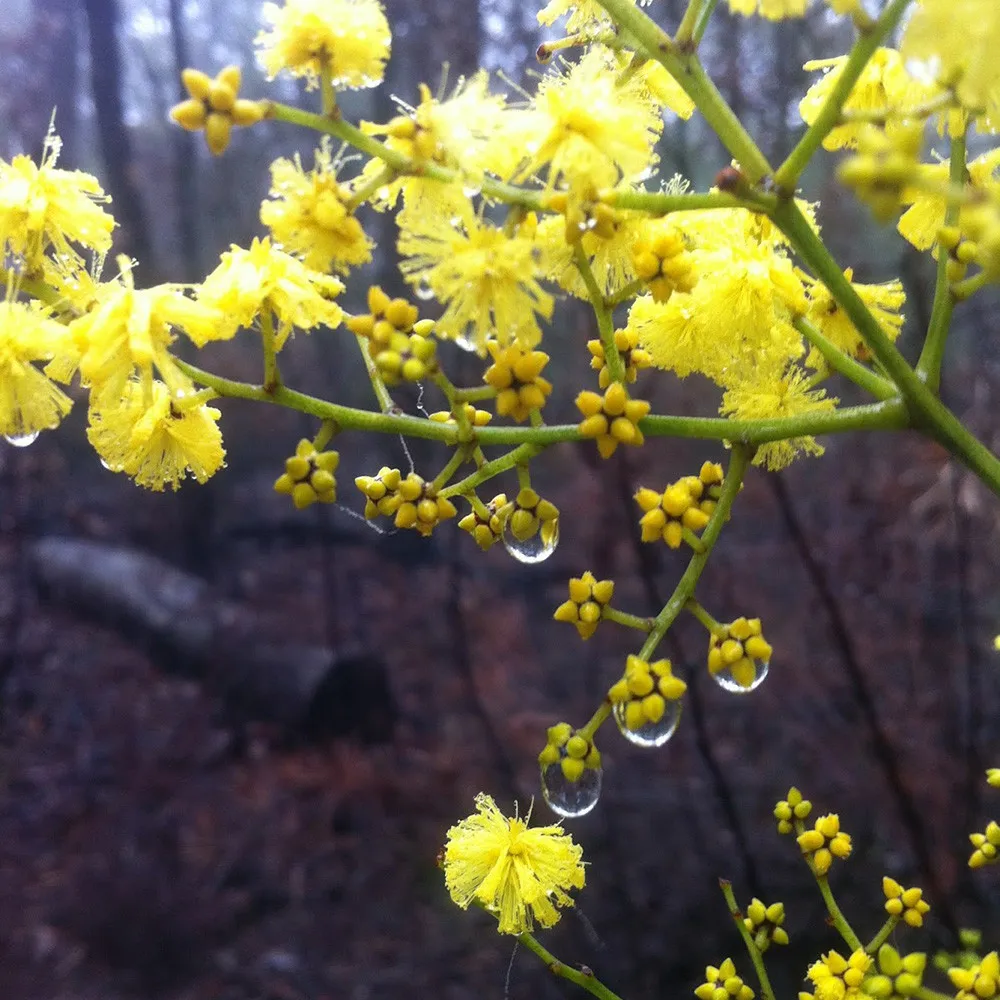 Pressed Real Dried Flower Epoxy Stickers Self Adhesive Epoxy Floral Stickers Buy Adhesive