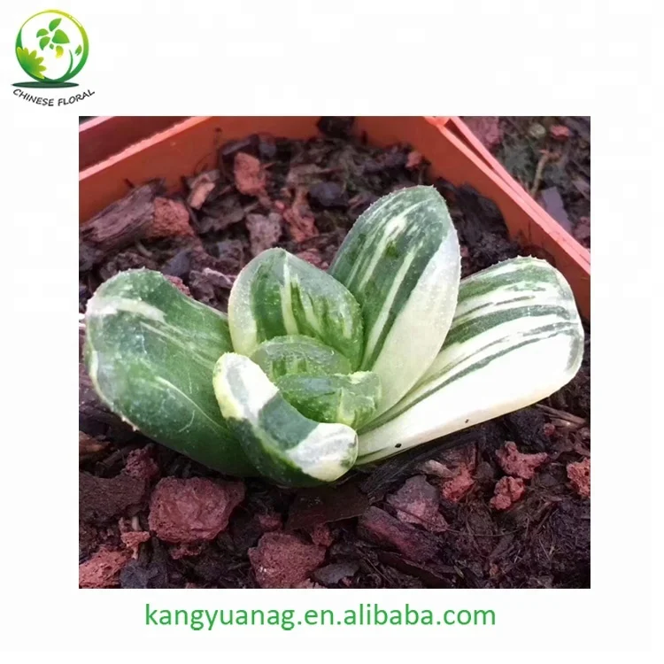 
Haworthia truncata variegata 