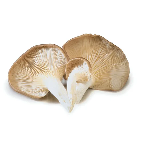 
China Dried oyster mushroom for sale oyster mushrooms 1k 