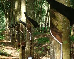 Defoamer in rubber industria.jpg