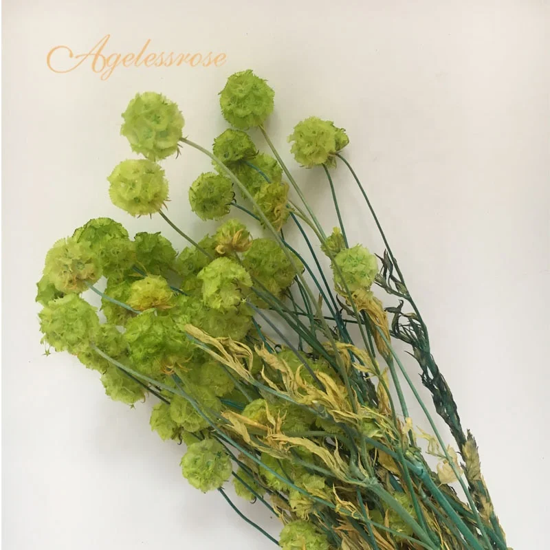 Amazon Hot Sale Home Decoration Combretocarpus Real Dry Flower Natural