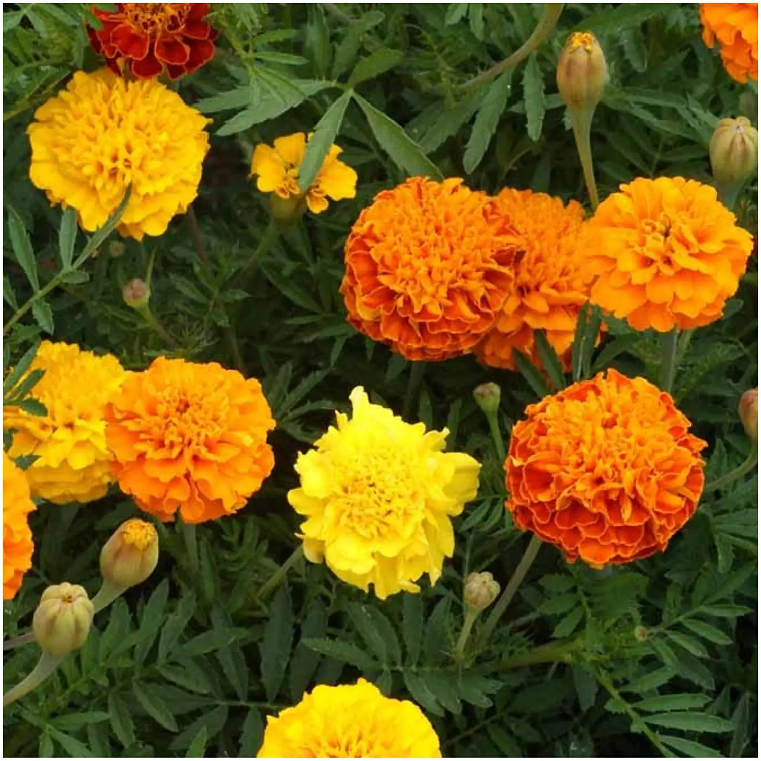 Package of 500 Seeds, French Marigold Petite Mixture (Tagetes patula) Non-G...