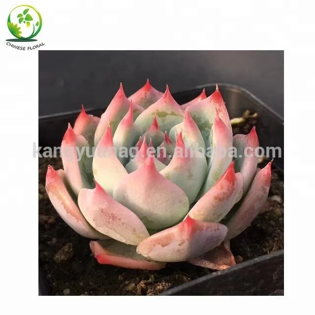 
Wholesale all colors Korea Succulent Plants 