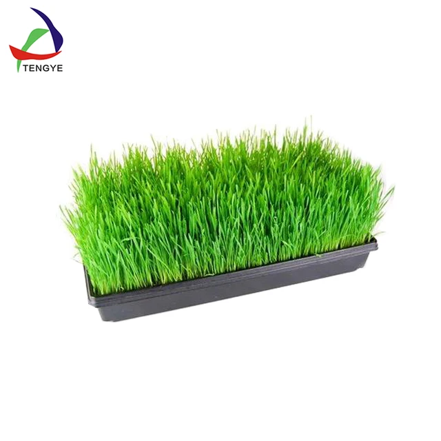 agriculture plant nursery plastic seed tray vacuum forming