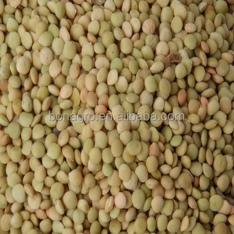 
fresh green lentils 