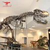 10 meters long T-Rex skeleton was shown on the Netherlands park