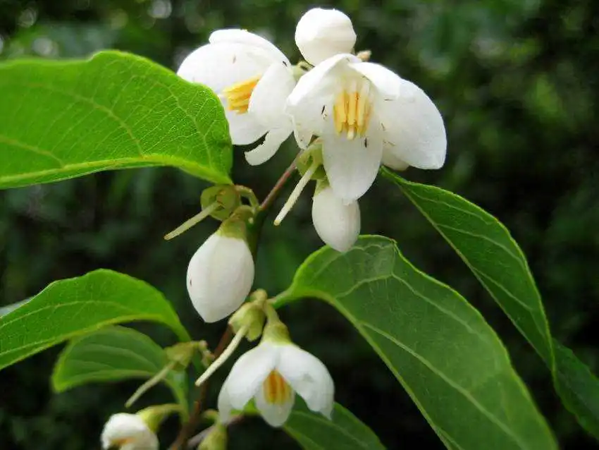 Good Price Styracaceae Extract Styrax Benzoin Extract Gum Benzoin ...