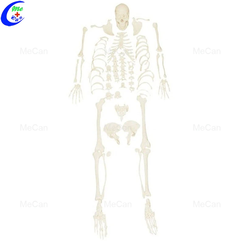 skeleton model