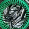 Good price horse mackerel fresh Japanese horse mackerel with the most preferential price