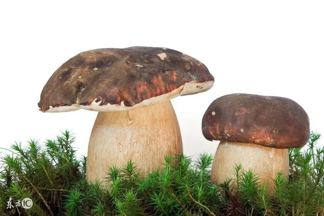 
Chinese manufacturer dried yellow and white boletus edulis price 