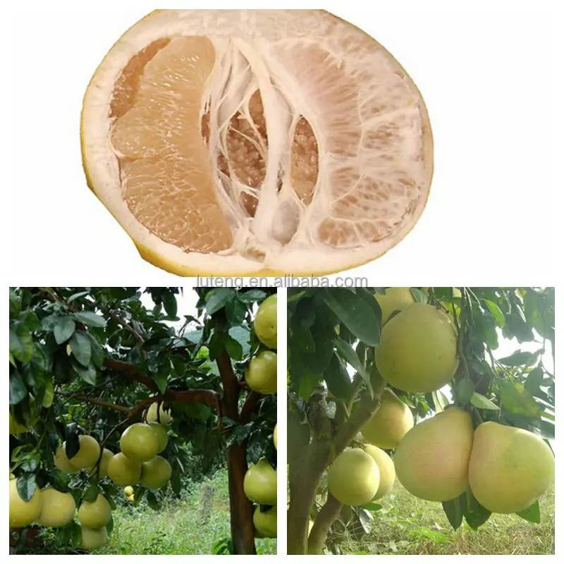Fresh Pomelo Honey Pomelo Names All Fruits Buy Name All Citrus Fruits