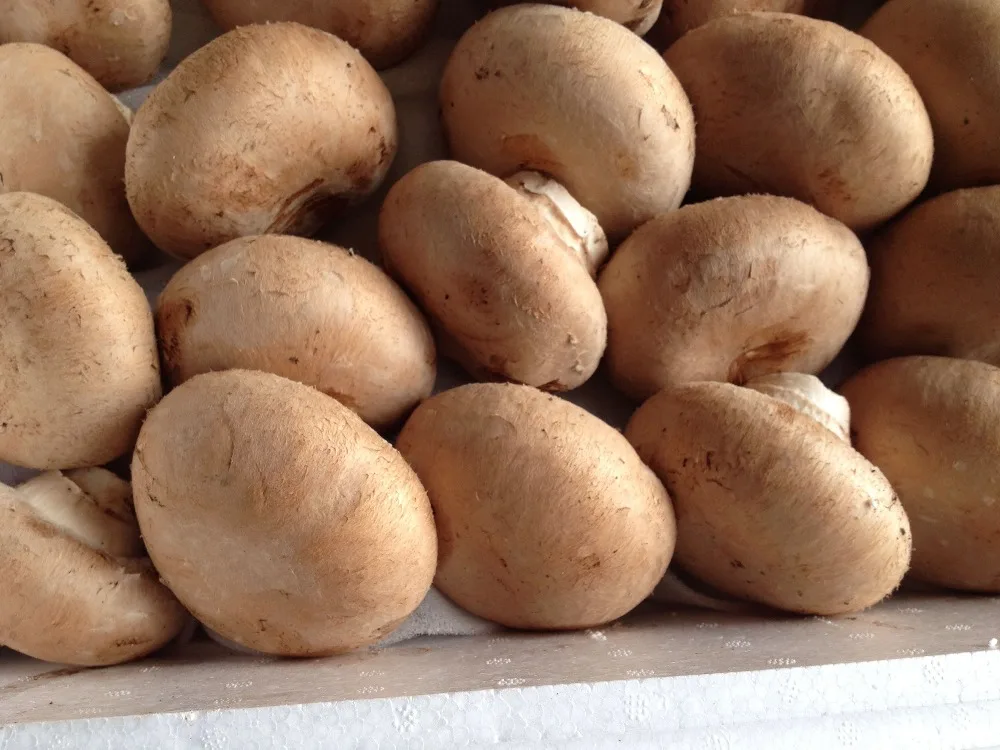 
Fresh Mushroomb Detan Portobello Mushroom 