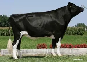 Holstein,Jersey,Buffalo - Buy Semen 