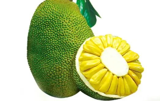 
Wholesale Natural nursery plant jackfruit seedling 