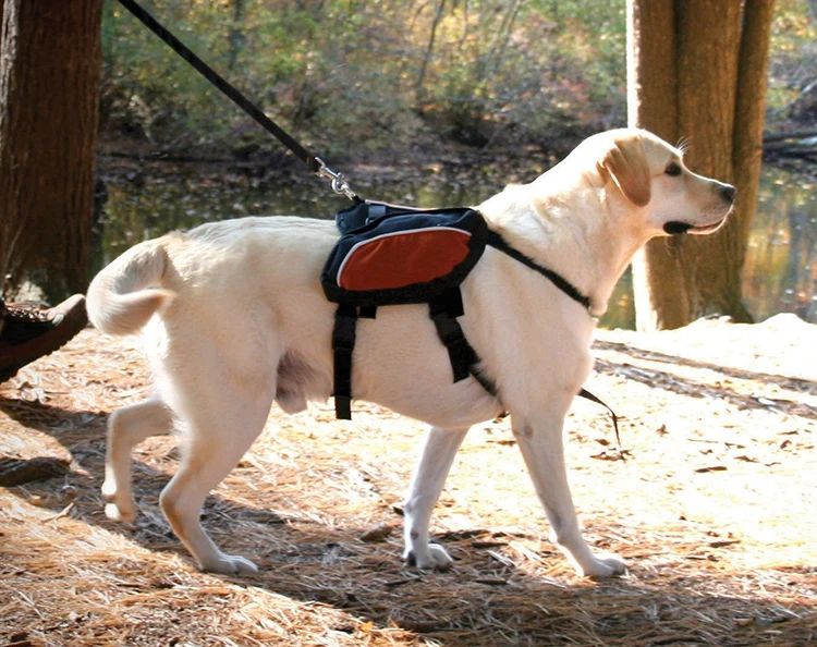 buy dog backpack