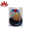 High quality Medical teaching human 2 part heart model