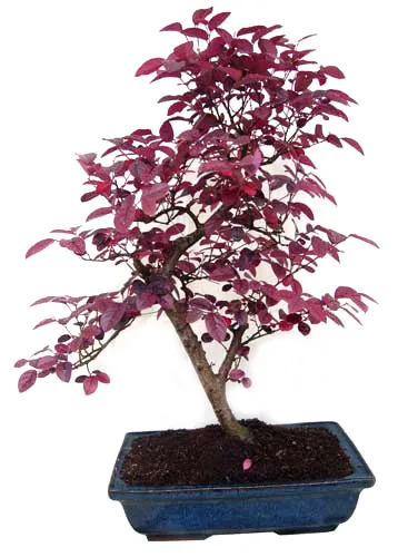 
15cm 20cm 30cm Living Bonsai Podocarpus Acer Ginkgo Ilex metasequola pseudolarix amabilis rhododendron simsii 