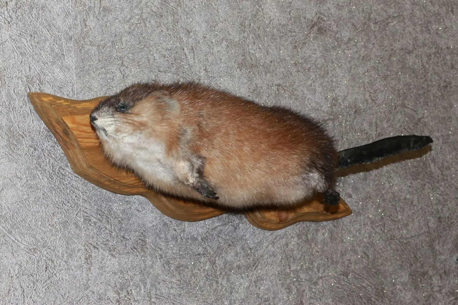 stuffed beaver taxidermy for sale