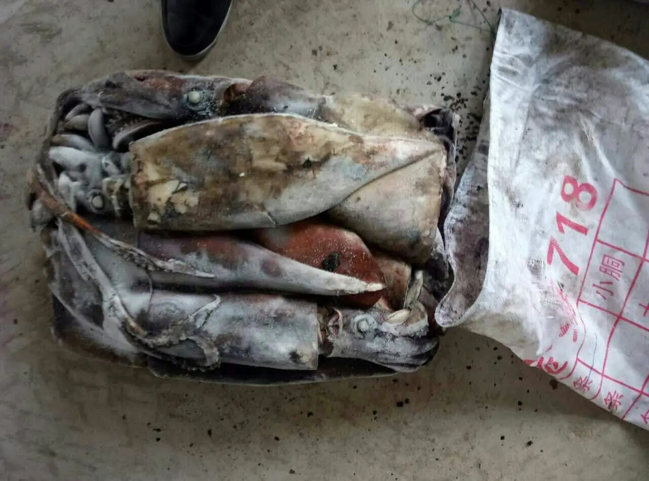 Giant squid  wr (7).jpg