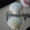 Dry and clean scallop shells for decoration in stock