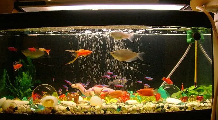 Fish-Tank