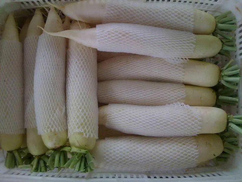 
chinese fresh radish turnip 