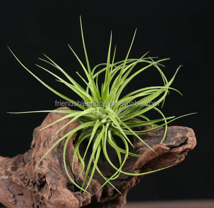 
Various high quality real Tillandsia Air Plants 