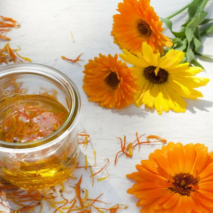 Marigold Flower011.jpg