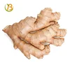 new chinese mature ginger old and young ginger fresh ginger fob price