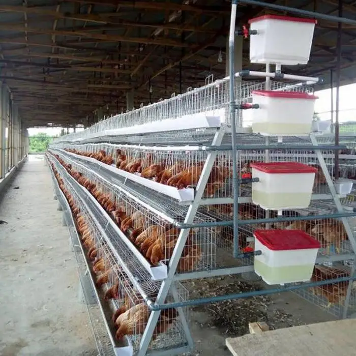 Tanzania Layer Poultry Farm Chicken Cage For Sale - Buy Chicken Pullet ...