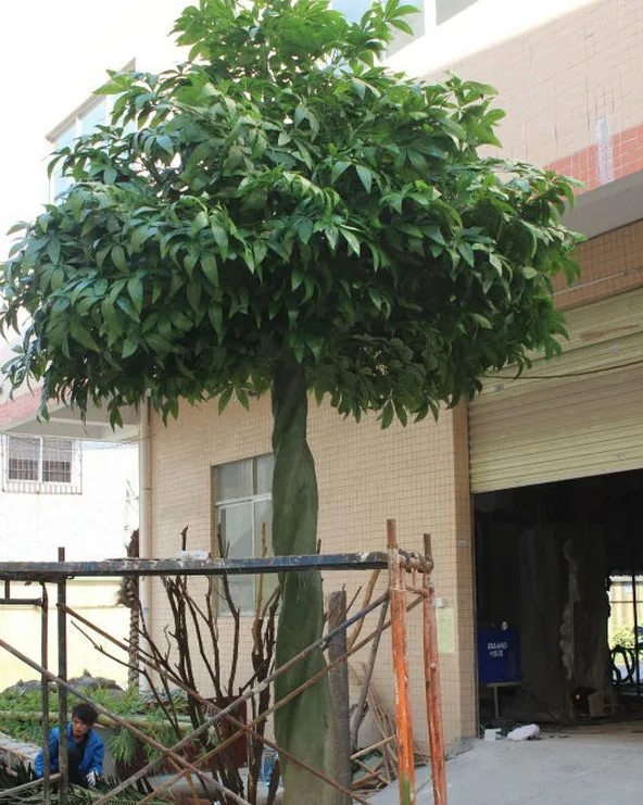 tall money tree plant